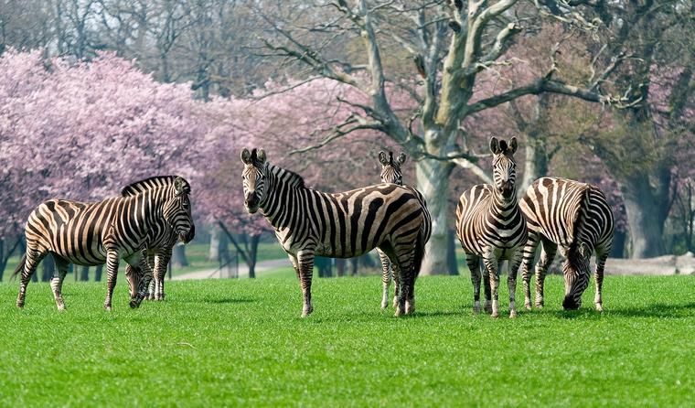 Dansommer erbjudande Knuthenborg Safaripark